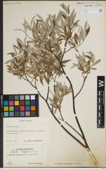 Foto von Salix lapponum L.